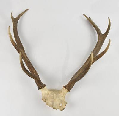 Lot 1421 - A pair of eight point stag antlers, 65cm.
