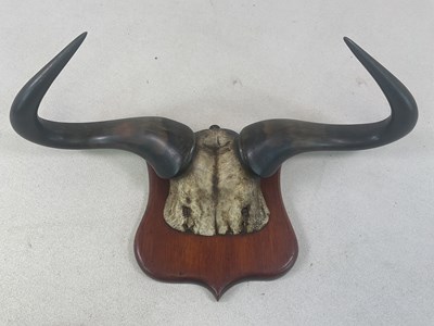 Lot 156 - A set of buffalo horns mounted on a mahogany...