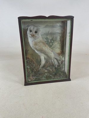 Lot 87 - TAXIDERMY; a circa 1900 taxidermy barn owl...