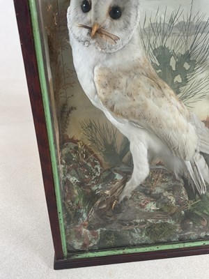 Lot 87 - TAXIDERMY; a circa 1900 taxidermy barn owl...