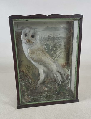 Lot 87 - TAXIDERMY; a circa 1900 taxidermy barn owl...