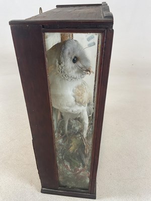 Lot 87 - TAXIDERMY; a circa 1900 taxidermy barn owl...