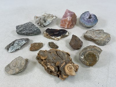 Lot 49 - A collection of ammonite fossils and various...