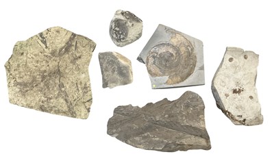 Lot 292 - FOSSILS; six assorted large fossils including...