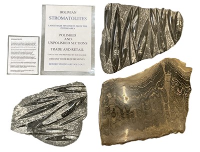 Lot 295 - FOSSILS; two Orthoceras fossils, each approx...