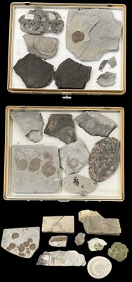 Lot 232 - FOSSILS; two modern plastic collectors' trays...