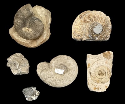 Lot 293 - FOSSILS; six ammonite fossils, the largest...