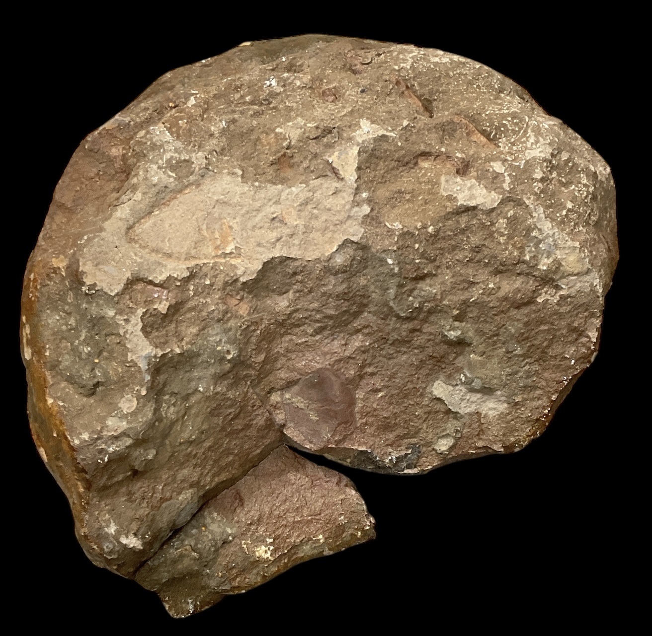 Lot 261 - FOSSILS; a large polished and varnished