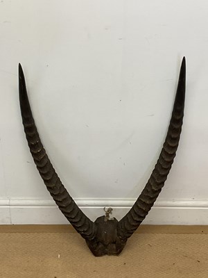 Lot 91 - A pair of African antelope horns, height 70cm.