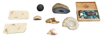 Lot 246 - FOSSILS & MINERALS; an ammonite fossil,...
