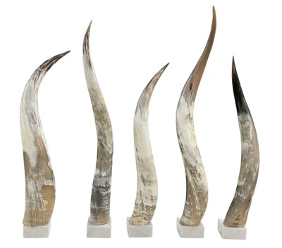 Lot 225 - A set of five modern decorative cow horns, all...