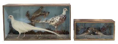 Lot 259 - TAXIDERMY; a circa 1900 taxidermy of a green...