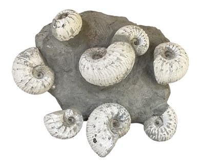 Lot 220 - An ammonite fossil group including eight...