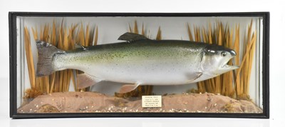 Lot 799 - ANIMAL CRAFT; a late 20th century taxidermy...