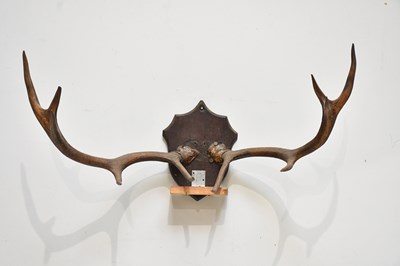 Lot 343 - A pair of ten pointed antlers, on wooden...