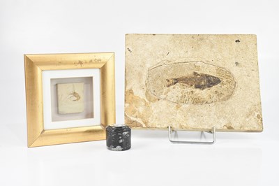 Lot 1067 - NATURAL HISTORY; three fossils including a...