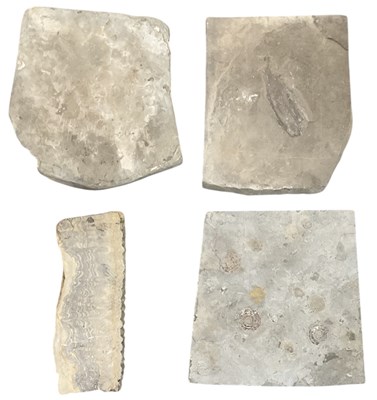 Lot 357 - FOSSILS; a large fossilised tree stump section,...