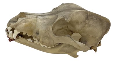 Lot 351 - An early 20th century Alsatian dog skull,...