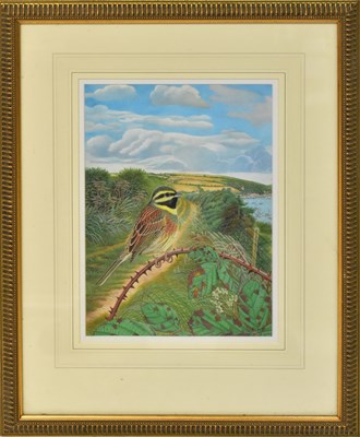 Lot 402 - DENNIS GREEN (1942-2024); gouache, 'Cock Cirl...