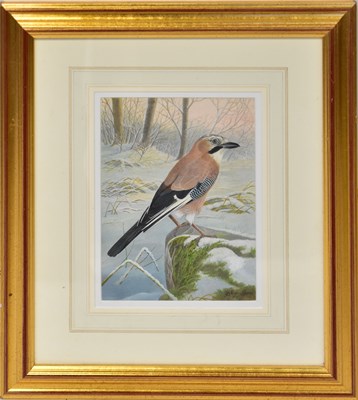 Lot 409 - DENNIS GREEN (1942-2024); gouache, 'Jay in a...