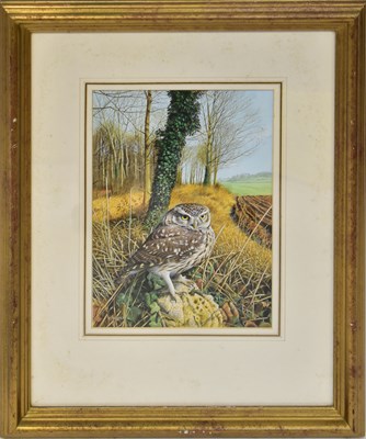 Lot 431 - TREVOR BOYER (born 1948); gouache, 'Little Owl'...