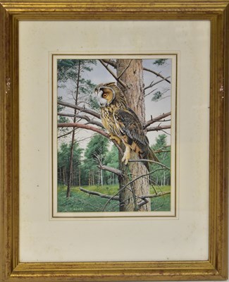 Lot 432 - TREVOR BOYER (born 1948); gouache, 'Long-eared...
