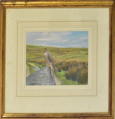 Lot 381 - DENNIS GREEN (1942-2024); watercolour, 'Merlin,...