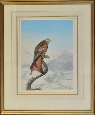 Lot 417 - DENNIS GREEN (1942-2024); gouache, 'Red Kite...