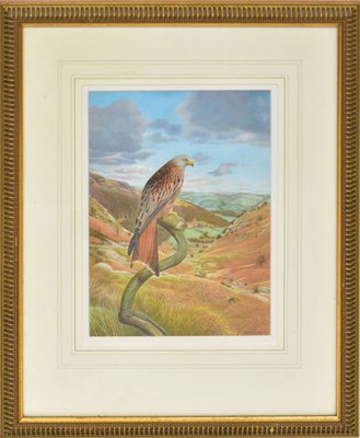 Lot 416 - DENNIS GREEN (1942-2024); gouache, 'Red Kite...