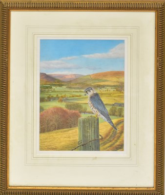 Lot 404 - DENNIS GREEN (1942-2024); gouache, 'Cock...