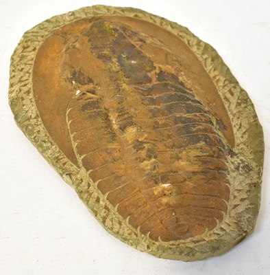 Lot 279 - A fossilized trilobite, 25 x 18cm.
