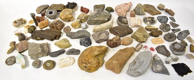 Lot 286 - A quantity of fossils, to include ammonites,...