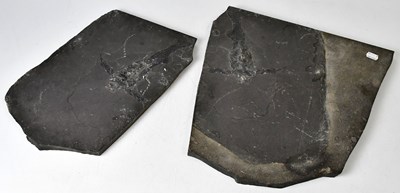 Lot 280 - A fossilized mudskipper in two parts, imprisnt...