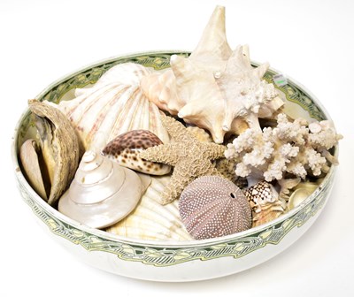 Lot 289 - A collection of shells of various forms,...