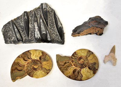 Lot 285 - Various fossil samples, to include two halves...