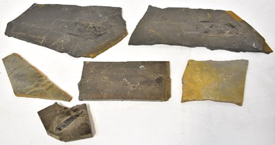 Lot 283 - Three fossilized fish examples on slate,...