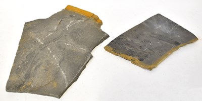 Lot 281 - Two fossilized fish in slate, length of...