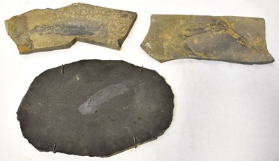 Lot 282 - Three fossilized specimens of fish, various...