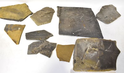 Lot 284 - A large slate with two fossilized fish...