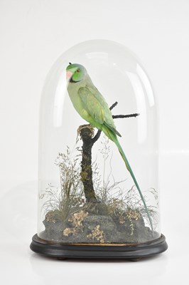 Lot 1097 - A taxidermy rose-ringed parakeet (Psittacula...
