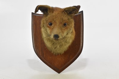 Lot 1107 - A taxidermy fox head mounted on wooden shield...