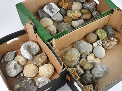 Lot 1086 - A large quantity of assorted fossils in three...