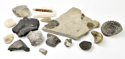 Lot 2511 - A small collection of fossils including two...