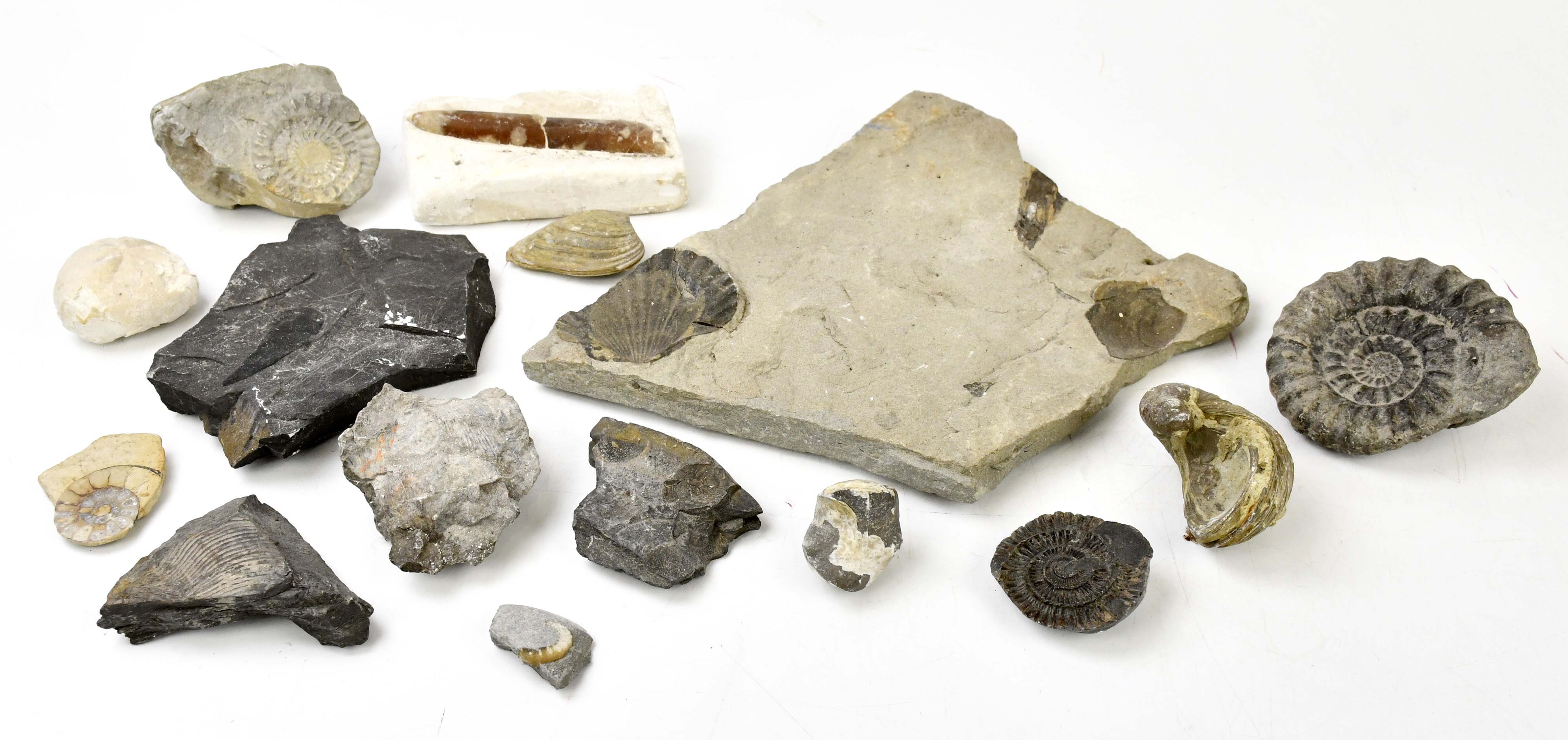 Lot 2511 - A small collection of fossils including two