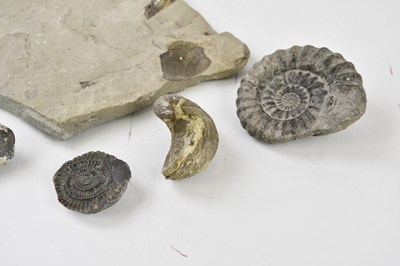 Lot 2511 - A small collection of fossils including two...