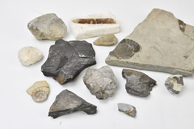 Lot 2511 - A small collection of fossils including two...