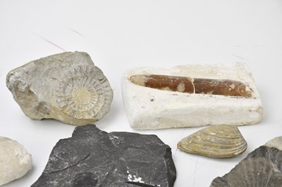 Lot 2511 - A small collection of fossils including two...