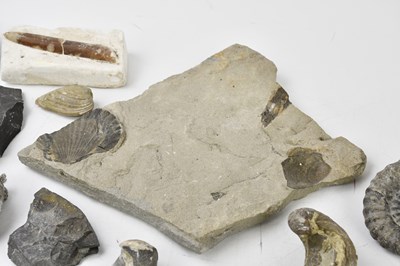 Lot 2511 - A small collection of fossils including two...