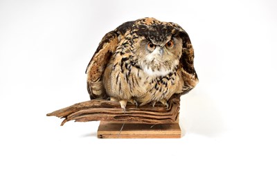 Lot 189 - TAXIDERMY; an eagle owl naturalistically...