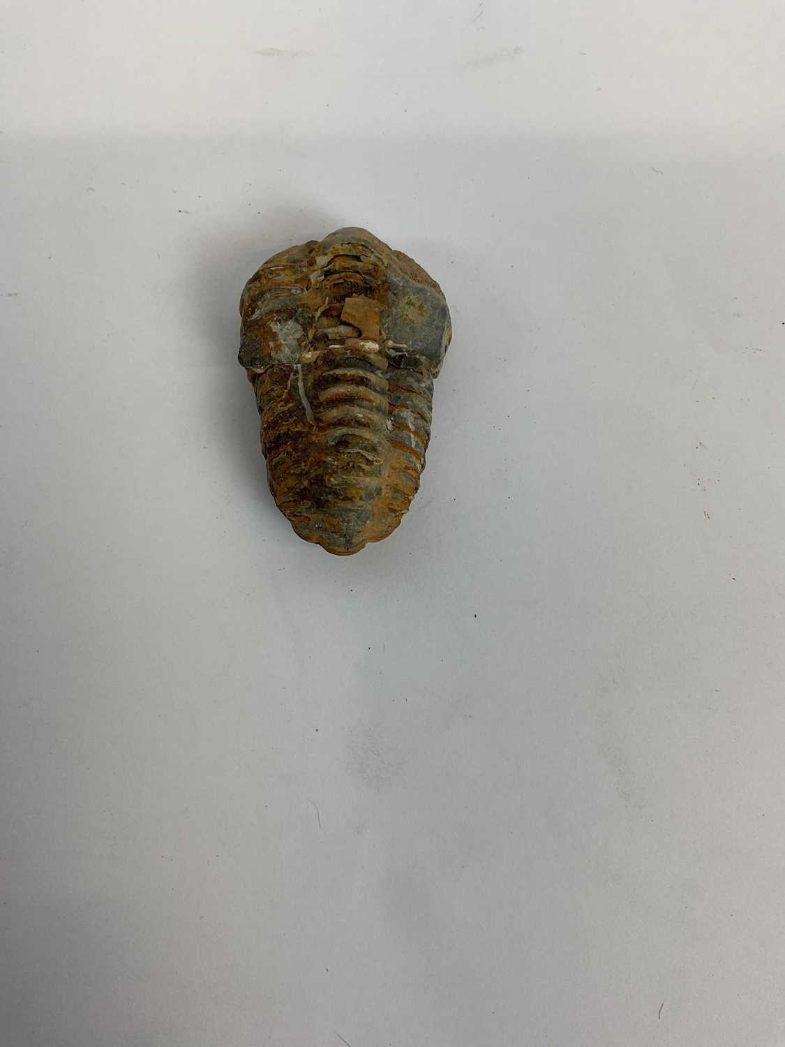 Lot 274 - A small fossil specimen, length 5cm.